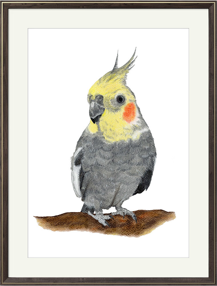 Kunstdruck Nymphensittich Fips – Bild 2